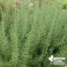 Romarin arbustif BIO**- Rosmarinus officinalis