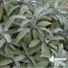 Sauge officinale BIO** - Salvia officinalis