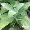 Sauge officinale BIO** - Salvia officinalis