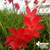 Schizostylis 'Major' - Lis des Cafres