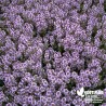 Thym citron BIO** - Thymus citriodorus