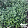 Thym citron BIO** - Thymus citriodorus