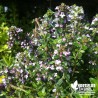 Thym citron BIO** - Thymus citriodorus