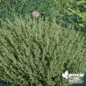 Thym officinal BIO** - Thymus officinalis