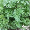 Absinthe BIO**- Artemisia absinthium