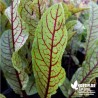 Oseille sanguine veinée rouge BIO** - Rumex sanguineus