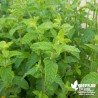 Menthe Fraise BIO** - Mentha spicata 'Strawberry'