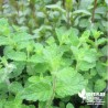 Menthe Fraise BIO** - Mentha spicata 'Strawberry'