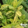 Sauge officinale bicolore dorée BIO** - Salvia icterina