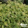 Sauge officinale bicolore dorée BIO** - Salvia icterina