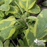 Sauge officinale bicolore dorée BIO** - Salvia icterina