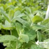 Menthe pomme BIO** - Mentha x rotundifolia 'Apfelminze'