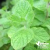 Menthe pomme BIO** - Mentha x rotundifolia 'Apfelminze'