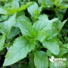 Menthe Basilic BIO** - Mentha citrata 'Basil'