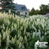 Lupin arbustif en coloris varié - lupinus arboreus