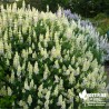 Lupin arbustif en coloris varié - lupinus arboreus