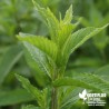 Menthe verte BIO** - Mentha spicata