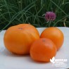 Tomate 'Orange Wellington' - Solanum lycopersicum 'Orange Wellington'