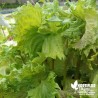 Shiso vert - (Shizo) Perilla frutescens de Nankin