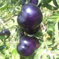 Tomate 'Bleue' - Solanum...