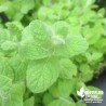 Menthe suave BIO** - Mentha suaveolens !