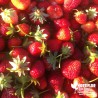 Fraisier 'Charlotte' BIO ** - Fragaria ananassa 'Charlotte'