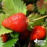 Fraisier 'Gariguette' BIO** - Fragaria ananassa 'Gariguette'