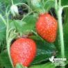 Fraisier 'Gariguette' BIO** - Fragaria ananassa 'Gariguette'