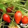 Fraisier 'Ciflorette' BIO** - Fragaria ananassa 'Ciflorette'