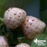 Fraisier 'Ananas' BIO** - Fragaria ananassa 'Anablanca'