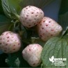 Fraisier 'Ananas' BIO** - Fragaria ananassa 'Anablanca'