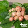 Fraisier 'Ananas' BIO** - Fragaria ananassa 'Anablanca'