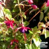 Fuchsia grimpant rustique 'Lady Boothby'