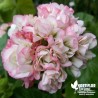 Pélargonium Boutons de roses 'Appleblossom'