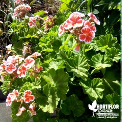 Pélargonium fantaisie 'Mr Wren'