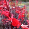 Lobelia 'Queen Victoria' - Lobelia cardinalis fulgens