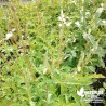 Verveine officinale BIO** - Verbena officinalis