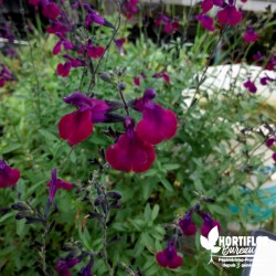 Salvia jamensis 'Violette...