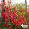 Fuchsia rustique magellanica 'Riccartonii' !