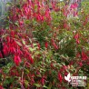 Fuchsia rustique magellanica 'Riccartonii' !