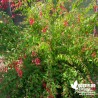 Fuchsia rustique magellanica 'Riccartonii' !