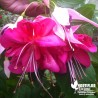 Fuchsia 'Bella Rosella'