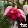 Fuchsia 'Bella Rosella'