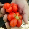 Tomate 'du Voyageur' - Solanum lycopersicum 'Voyageur'