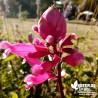 Sauge mexicaine 'Bethelii' - Salvia involucrata 'Bethelii'