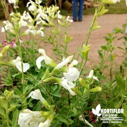 Salvia microphylla blanche...