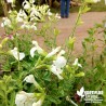 Salvia microphylla blanche - Sauge microphylla blanche