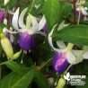 Fuchsia rustique 'Blue Sarah'