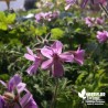 Pélargonium 'Attar of Roses'