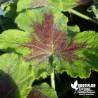 Pélargonium 'Chocolate'